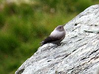 Picchio Muraiolo  IMG 3070