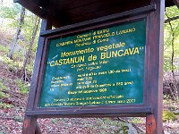 Siamo al Castanun de Buncava  IMG 5205