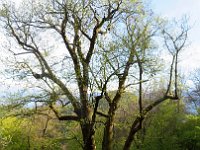 Enorme e spettacolare  IMG 5207