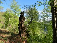 Tra i faggi secolari  IMG 5321