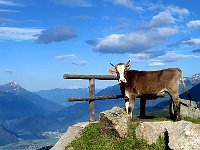 Sembra si sia messa in posa  IMG 5543