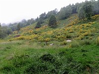 Sopra l'alpe prendiamo un traverso verso sinistra, tra le ginestre  IMG 5578