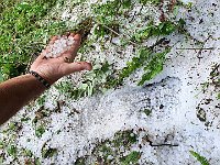 Ieri ha grandinato  20240714 084334