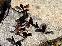 Curioso assembramento di farfalle  1000090512