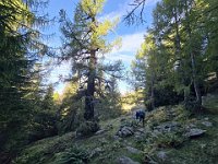 Nei pressi della Casera Dassola visitiamo un larice secolare  20241011 100840