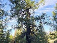 Ha una circonferenza a terra di oltre 5mt  20241011 100854