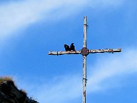 Due gracchi in vetta  IMG 6102