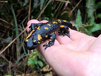 Incontri sul sentiero, una grossa salamandra  IMG 6171