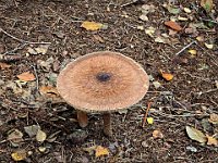 Mazza di Taburo  20241023 092335