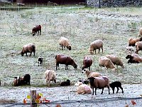 Con le pecore che pascolano nell'erba gelata  1000126799