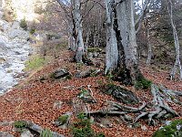 Sempre attenti al fogliame a terra ed alle bollature  IMG 6355