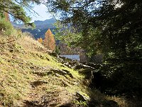 Quando si vedono gli abeti si è arrivati  IMG 6358