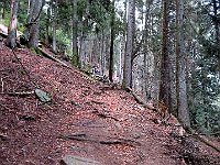 Sentiero per Alpe Domas  IMG 6540