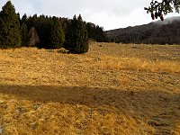 Si sbuca dal bosco nei prati dell'Alpe Domas  IMG 6541