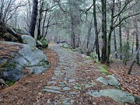 Poi diventa un ciottolato  20250129 083502