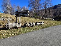 Il trenino di legno  20250330 092531