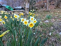 Bella fioritura di narcisi  20250330 101222