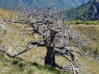 Larice scheletrico  20250515 110802