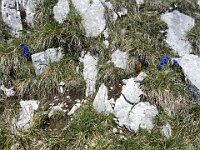 Una magnifica fioritura di genziane  DSCN3906