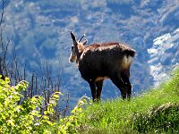 Super zoom  IMG 6664