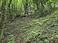 Sentiero Pian Munik - Camozzera  20250521 075326