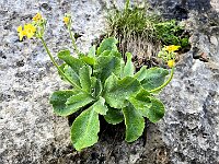 Primula orecchia d’orso (Primula auricula)  20250521 094411