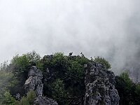 Camosci  20250521 100259