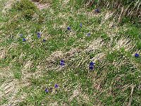 Oggi tantissime genziane in fiore, su questa foto vi salutiamo, alla PROSSIMA  1000196481