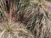 Una viperetta  1000196483