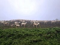 Salendo verso l'Alpe Vacchera, in località Il Sasso, troviamo un numeroso gregge  20250608 082524