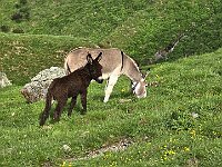 Che bello  20250608 093025