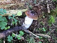 Altri esemplari trovati a lato della strada  20250914 161500