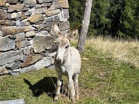 Con i suoi asinelli al pascolo  20250918 124717