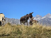 Con i suoi asinelli al pascolo  20250918 124806