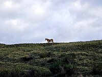 Cavallo in libertà  20250925 081528