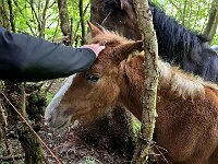 Incontro con cavalla e puledro  20250925 111330