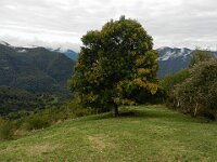 Vicino a questa quercia si trova un capanno da caccia, poco sotto la quercia si ritrova il sentiero  DSCN4342