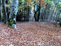 Poi oltre duecento metri di bosco  1000097178