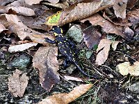 Salamandra  20251012 074228