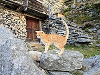 Due simpatici e giovani gattini all'Alpe Orlo  20251015 082813