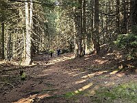 Discesa nel bosco  20251109 142923