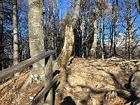 Bel sentiero in faggeta  20260107 110622