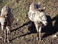 Asinelli al ritorno  20260129 144751