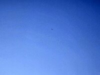 In alto sopra noi quasi sicuramente un aquila per le dimensioni, anche se non me l'aspettavo in queste zone  20260213 073234