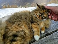 Siamo al rifugio alle 11:20, decidiamo di prendercela comoda e goderci il tepore del sole, e le coccole del gatto del rifugio  20260304 112349